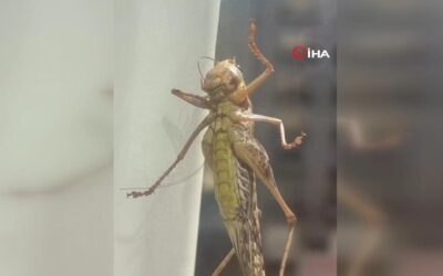 İstanbul'un Bazı İlçelerinde Görülen Dev Çekirgeler Endişe Yarattı