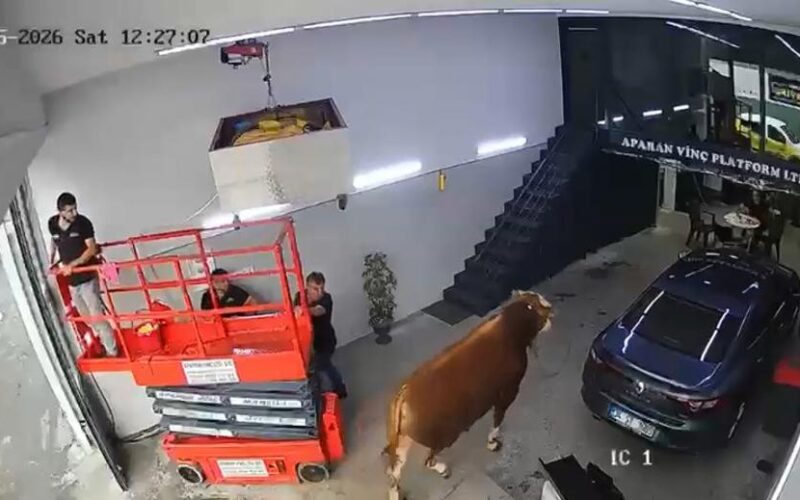 Ümraniye’de Kaçan Boğa Sanayi Sitesinde Panik Yarattı
