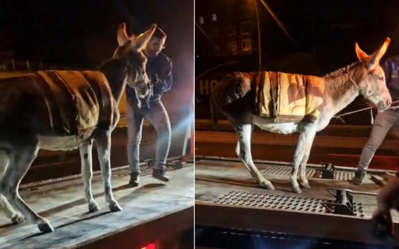 Ankara’da İlginç Bir Olay: Başıboş Eşeği Çekici ile Otoparka Götürdüler